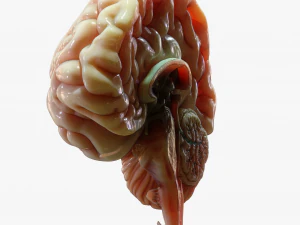 Human Brain Cross Section Anatomy 3D Model