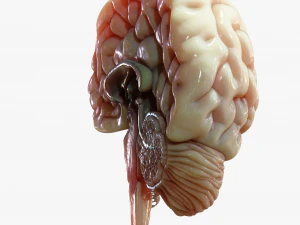 Human Brain Cross Section Anatomy 3D Model