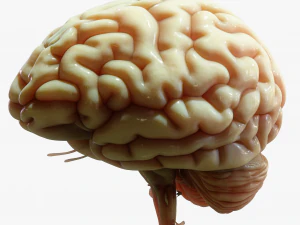 Human Brain Cross Section Anatomy 3D Model