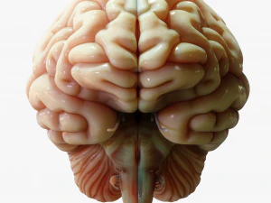 Human Brain Cross Section Anatomy 3D Model