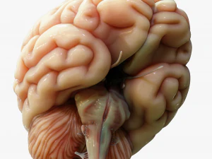 Human Brain Cross Section Anatomy 3D Model
