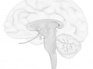 Human Brain Cross Section Anatomy 3D Model