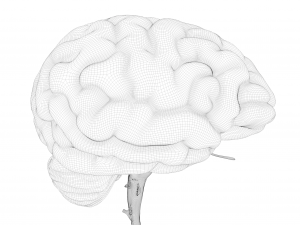 Human Brain Cross Section Anatomy 3D Модель