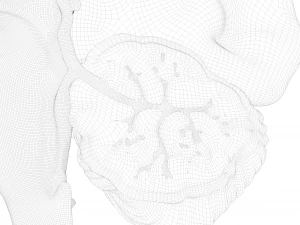 Human Brain Cross Section Anatomy 3D Model