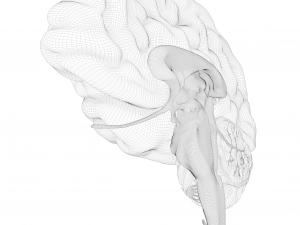 Human Brain Cross Section Anatomy 3D Модель