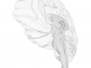 Human Brain Cross Section Anatomy 3D Model