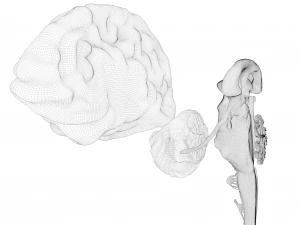 Human Brain Cross Section Anatomy 3D Model