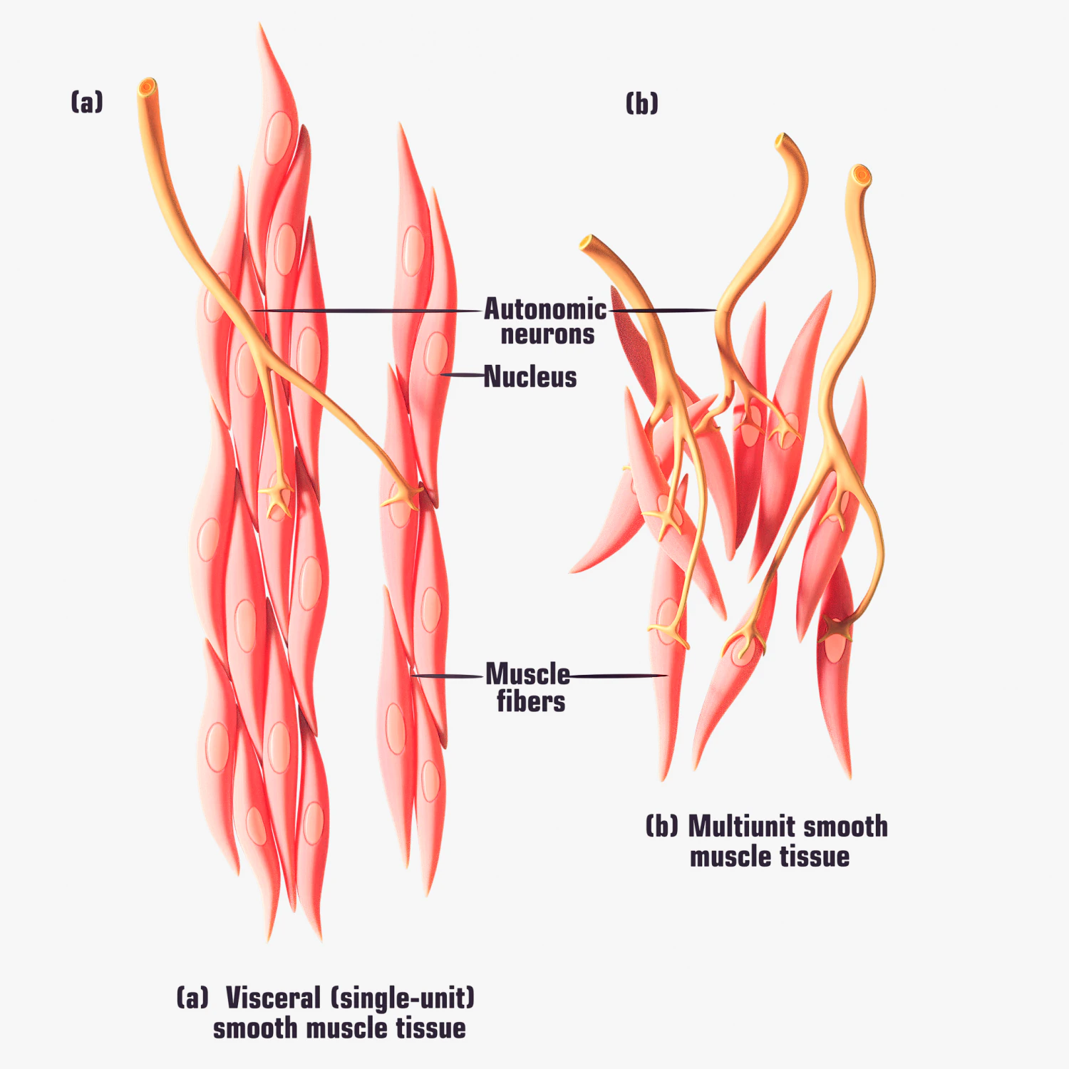 Smooth Muscle Anatomy 3D Model .c4d .max .obj .3ds .fbx .stl .blend