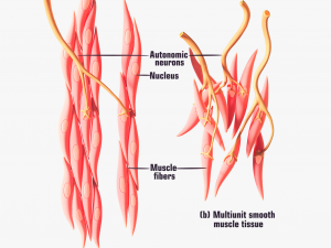 Smooth Muscle Anatomy 3D Model