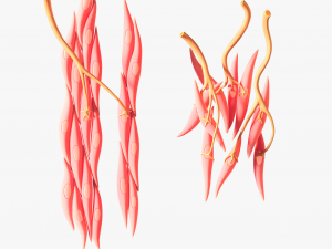Smooth Muscle Anatomy 3D Model