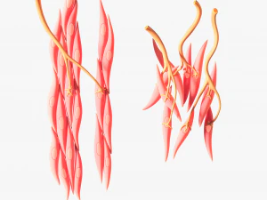 Smooth Muscle Anatomy 3D Model