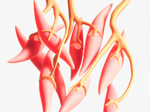 Smooth Muscle Anatomy 3D Model