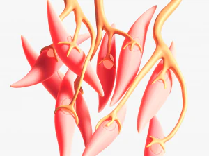 Smooth Muscle Anatomy 3D Model