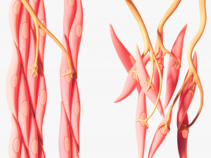 Smooth Muscle Anatomy 3D Model