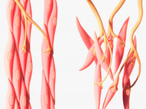 Smooth Muscle Anatomy 3D Model
