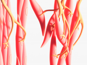 Smooth Muscle Anatomy 3D Model