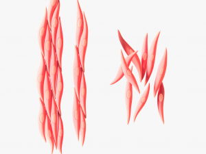 Smooth Muscle Anatomy 3D Model