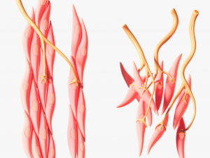 Smooth Muscle Anatomy 3D Model