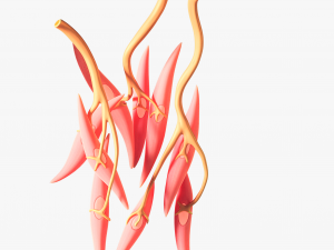 Smooth Muscle Anatomy 3D Model