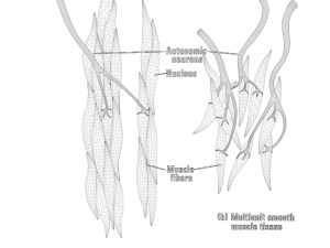 Smooth Muscle Anatomy 3D Model