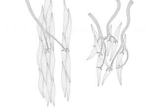 Smooth Muscle Anatomy 3D Model