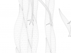 Smooth Muscle Anatomy 3D Model