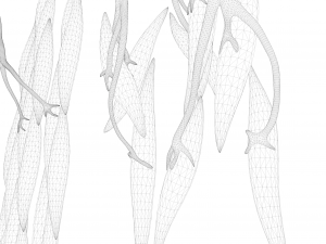 Smooth Muscle Anatomy 3D Model