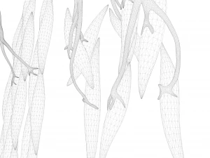 Smooth Muscle Anatomy 3D Model