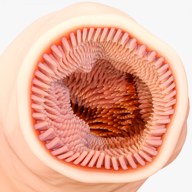 Intestinal Microvilli Anatomy 3D 모델 .c4d .max .obj .3ds .fbx .stl .blend 