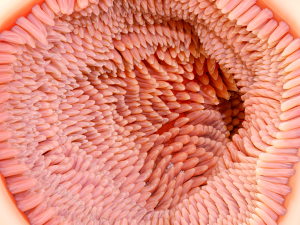 Intestinal Microvilli Anatomy 3D 모델