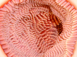 Intestinal Microvilli Anatomy 3D Model