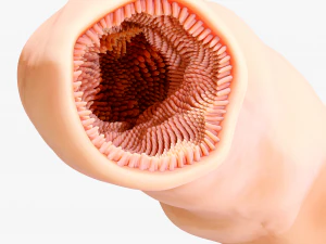 Intestinal Microvilli Anatomy 3D Model