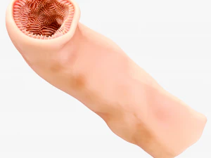 Intestinal Microvilli Anatomy 3D Model