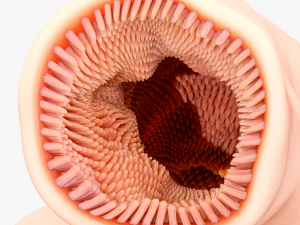 Intestinal Microvilli Anatomy 3D Model