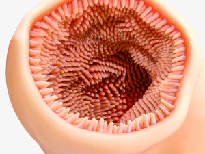 Intestinal Microvilli Anatomy 3D Model