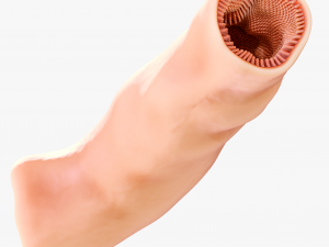 Intestinal Microvilli Anatomy 3D 모델