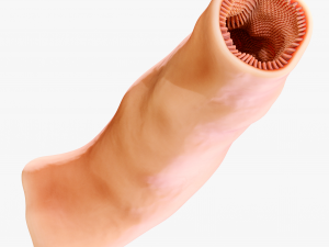 Intestinal Microvilli Anatomy 3D 모델
