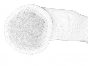 Intestinal Microvilli Anatomy 3D Model