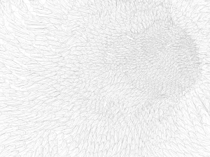 Intestinal Microvilli Anatomy 3D Model