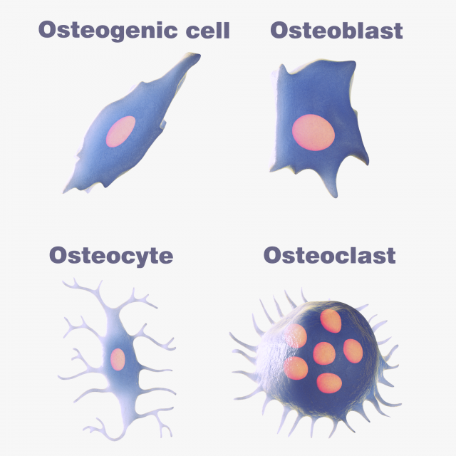 Osteo Cell Anatomy Pack 3D Модель .c4d .max .obj .3ds .fbx .stl .blend 