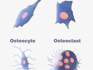 Osteo Cell Anatomy Pack 3D Model