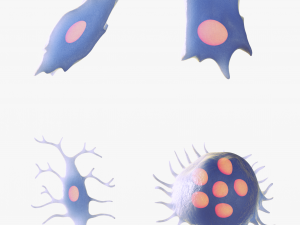 Osteo Cell Anatomy Pack 3D Модель