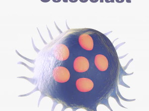 Osteo Cell Anatomy Pack 3D Model