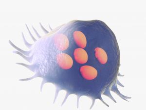 Osteo Cell Anatomy Pack 3D Модель
