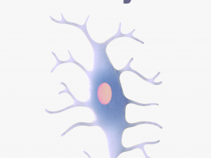 Osteo Cell Anatomy Pack 3D Модель