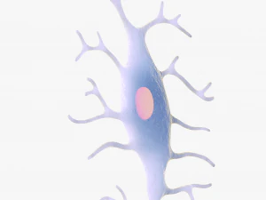 Osteo Cell Anatomy Pack 3D Model