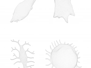 Osteo Cell Anatomy Pack 3D Model