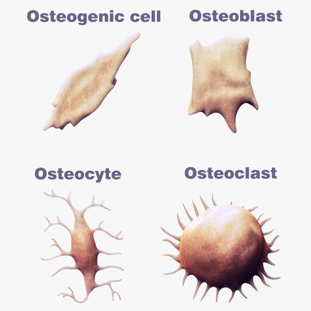 Osteo Cell Anatomy Pack 3D Модель .c4d .max .obj .3ds .fbx .stl .blend 