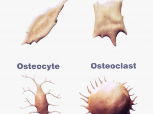 Osteo Cell Anatomy Pack 3D Model