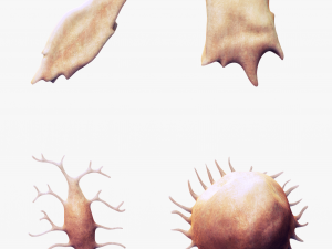 Osteo Cell Anatomy Pack 3D Модель